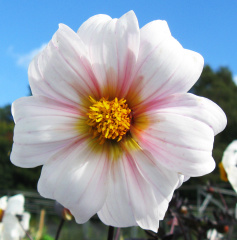 Dahlia ' BISHOP OF DOVER '  (Paeony Fl.)  van Linden  NL  2005  Chatsworth House Gardens 2015  (David Brown)